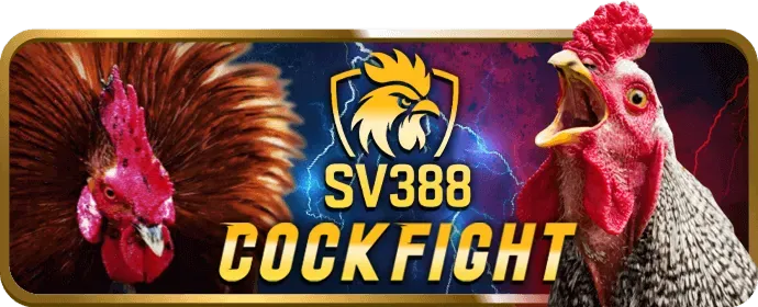 Đá gà cựa sắt 188v2